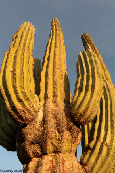 Giant Cardón Cactus