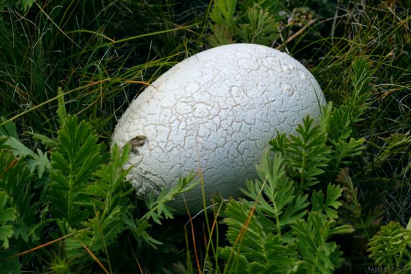 Puffball mushroom or alien egg?
