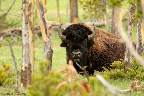 A bison as Foghorn Leghorn