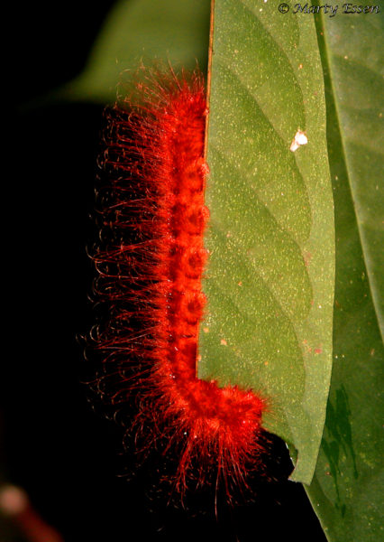 Borneo Caterpillar
