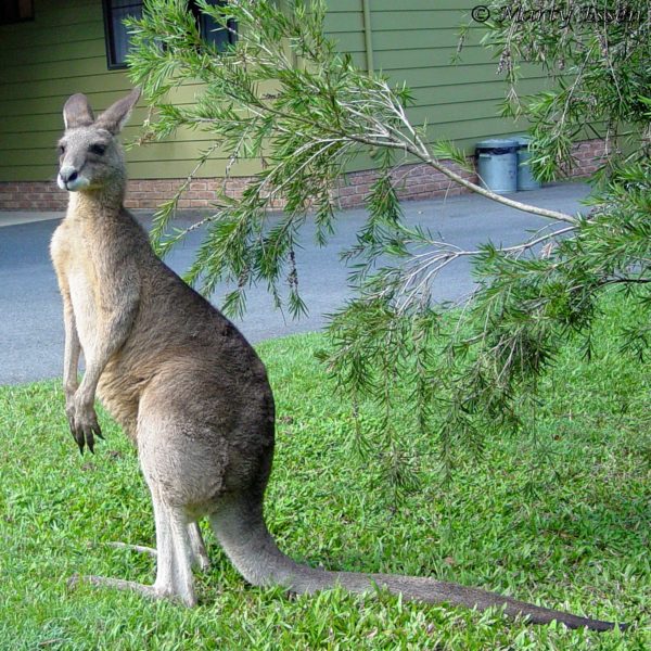 Yard Kangaroo