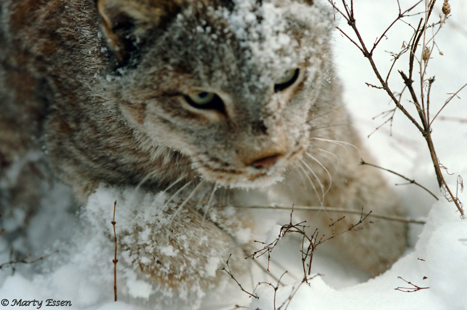 Dedicated To The Minnesota Lynx Around The World With Marty Essen