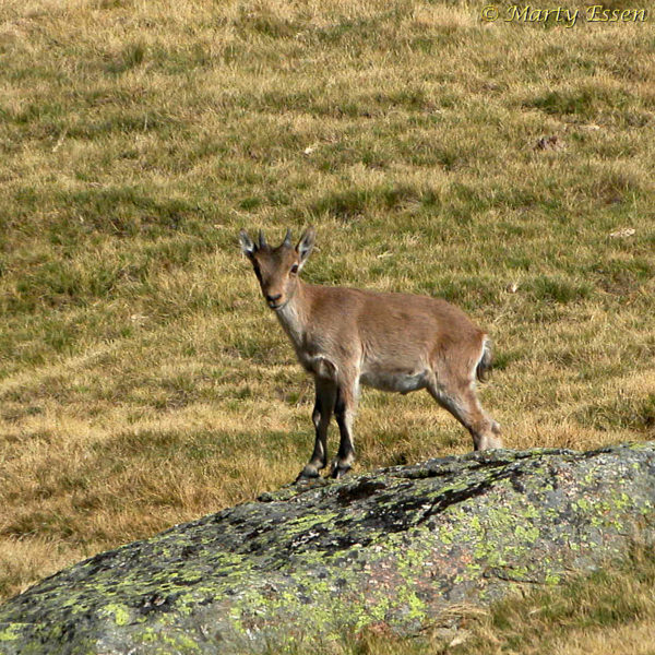 Juvenile Spanish ibex
