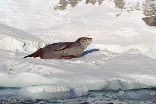 The curious leopard seal