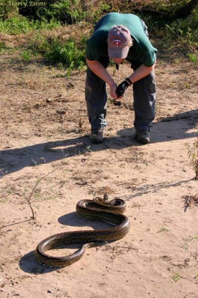 How to call a python