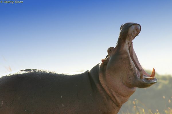 Hippo yawn