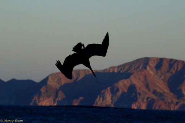 Is it a brown pelican or a Pterodactyl?