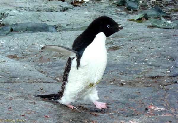Penguin in a hurry