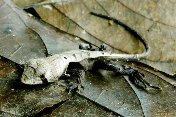 Leaf-Mimic Lizard