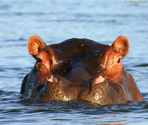 Canoeing with hippos