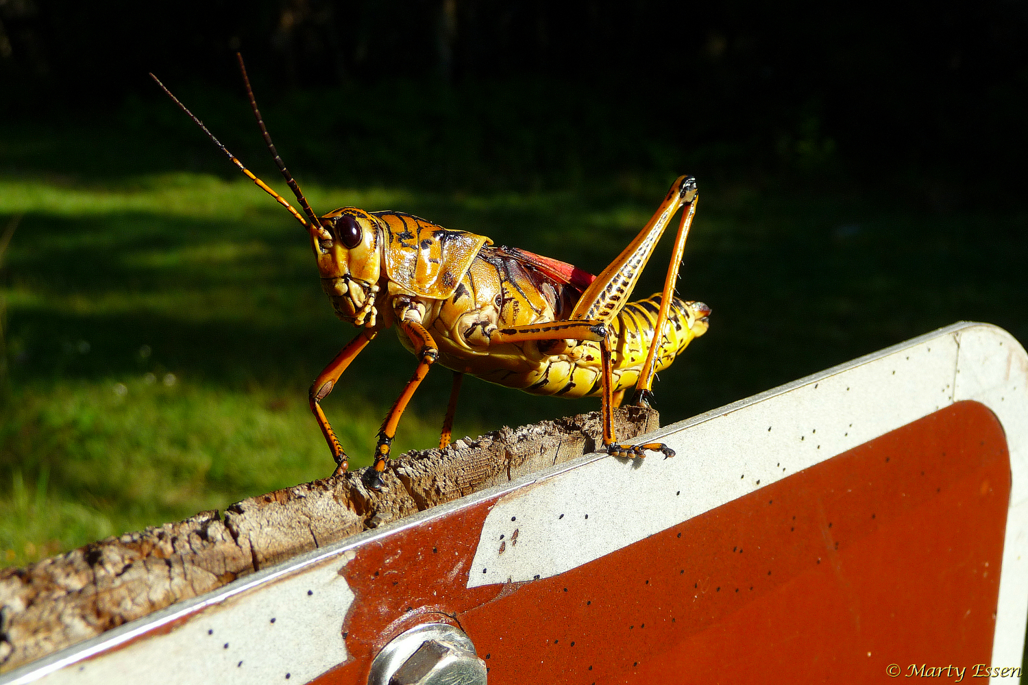 The Giant Car-eating Grasshopper - Around The World With Marty Essen