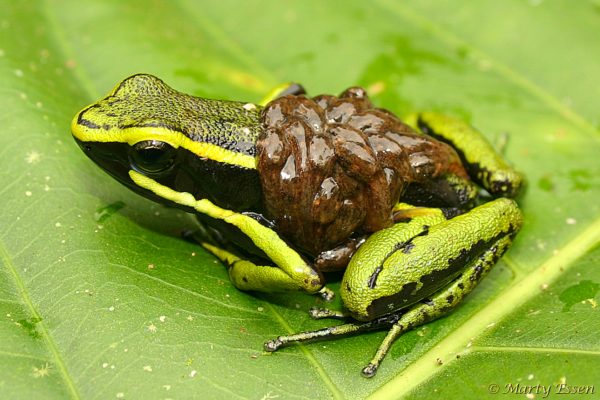 This guy is a poison dart frog