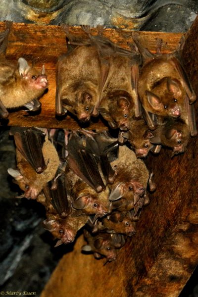 Bat Welcoming Committee