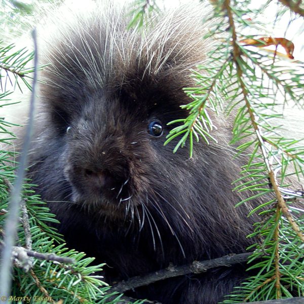 Porcupine gives “that look”