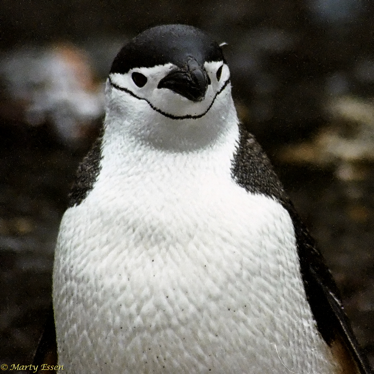 Chinstrap Penguin - Around The World With Marty Essen