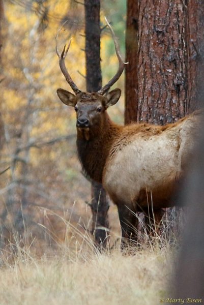Front yard elk