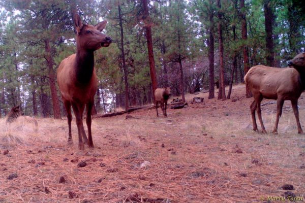 Five elk