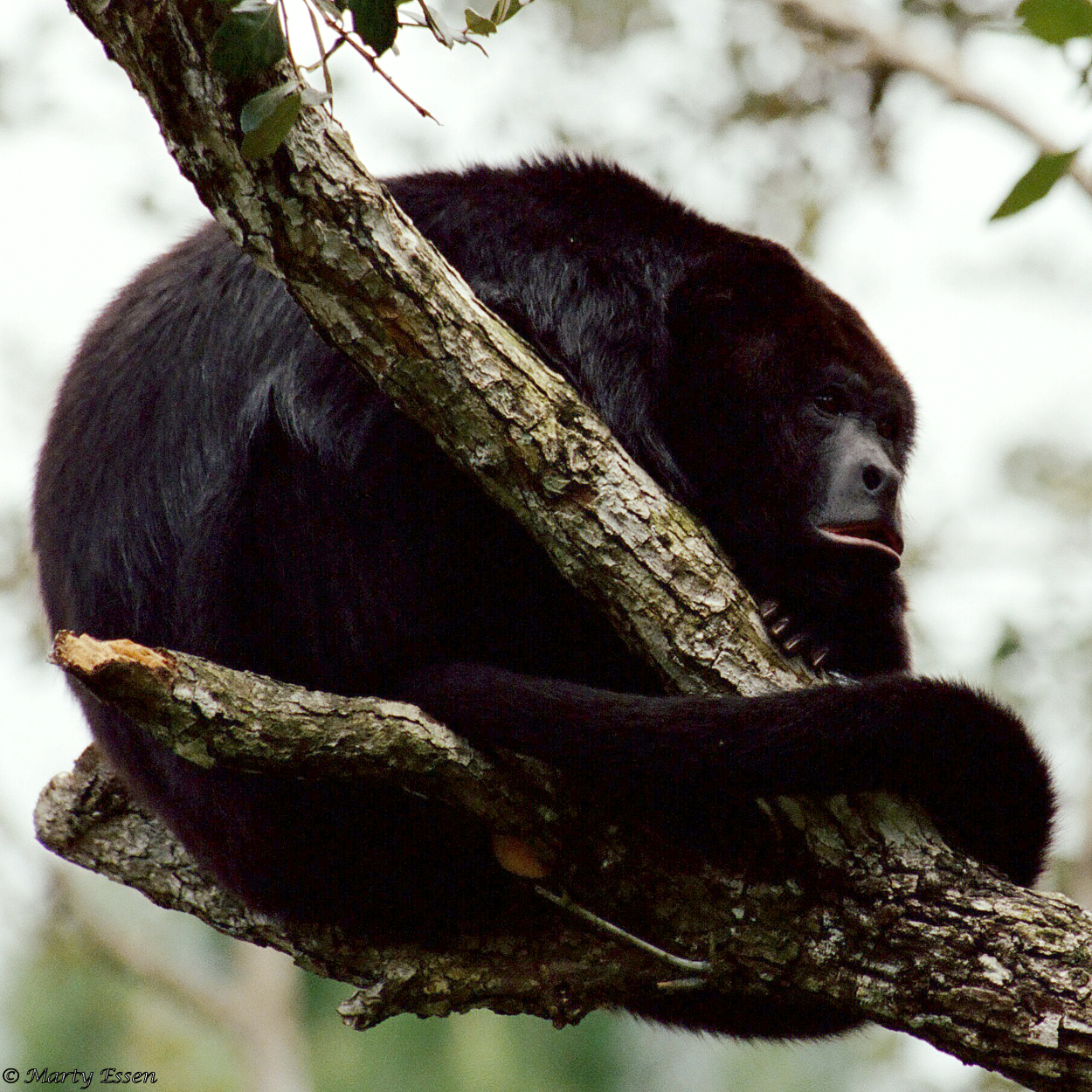 Belize howler monkey Around the World with Marty Essen