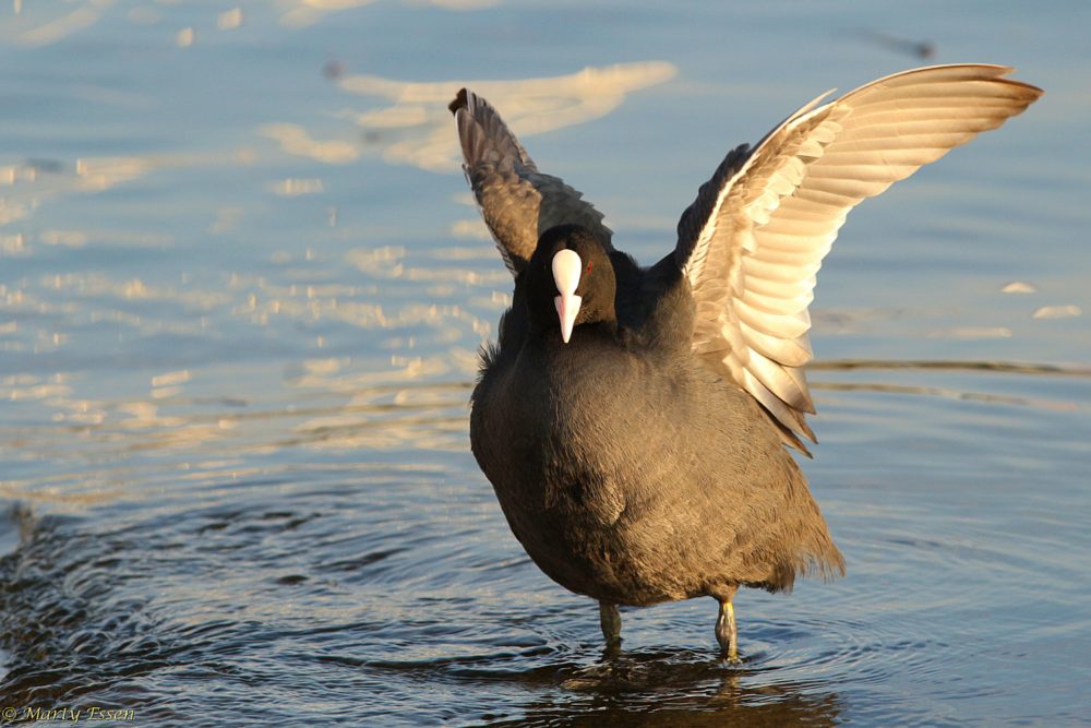 Eurasian Coot and Italy observations