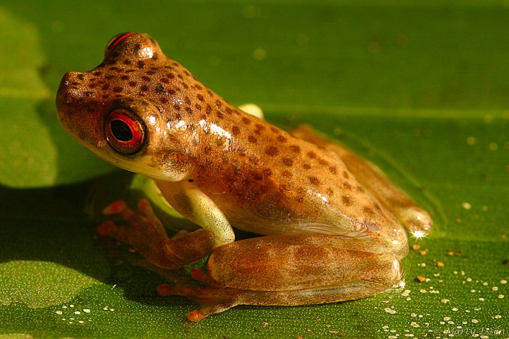 The portrait of an Amazon frog