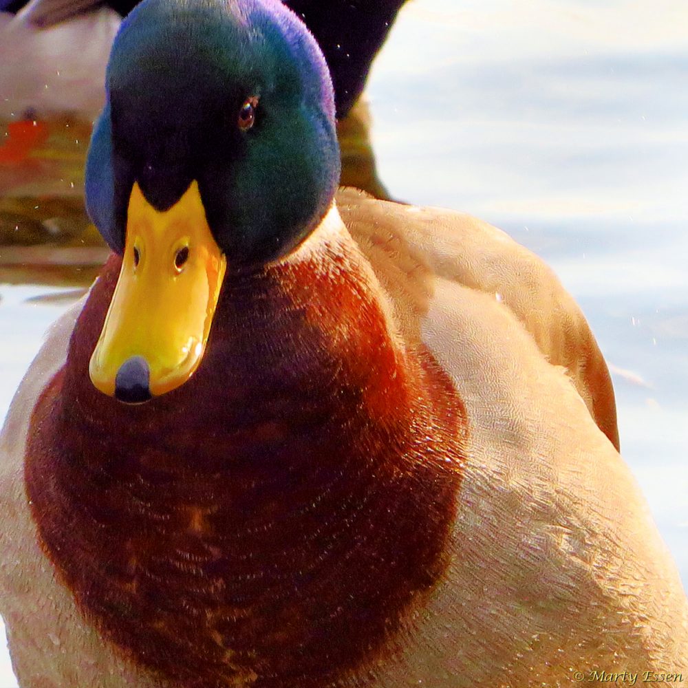 Close encounters of the duck kind