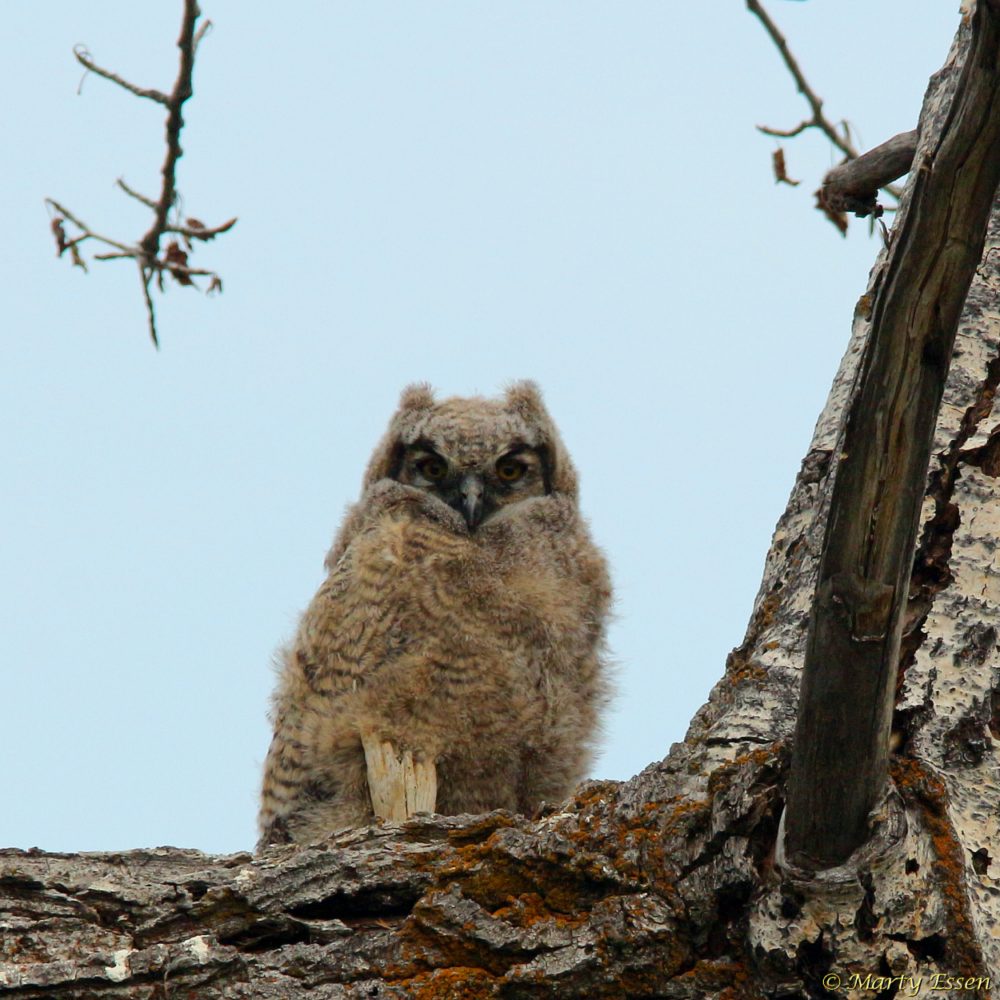 A baby long-eared owl . . . awwww!