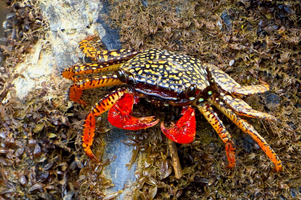 Mangrove crab