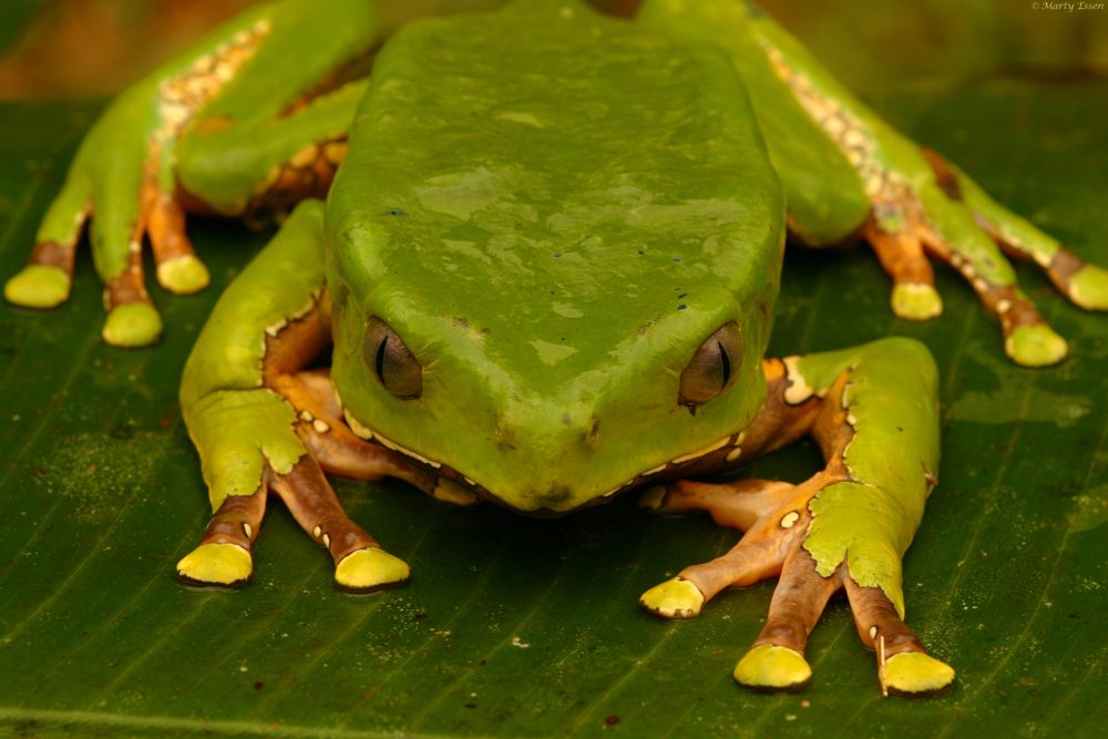 One badass frog