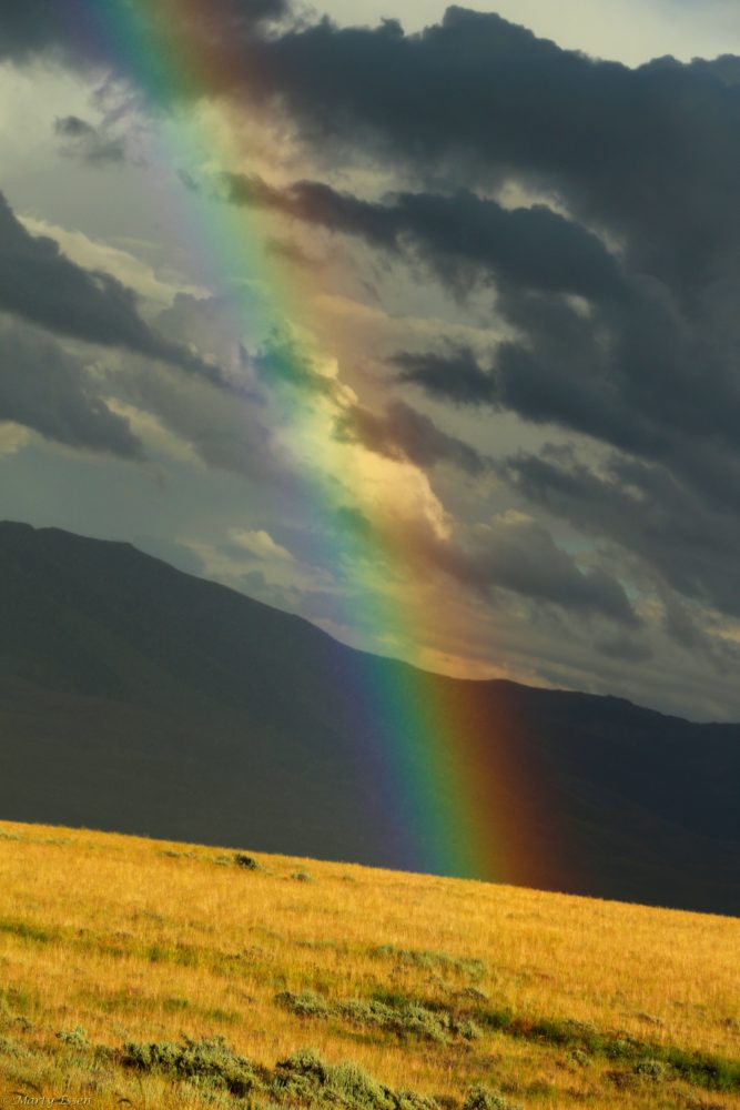 Montana rainbow