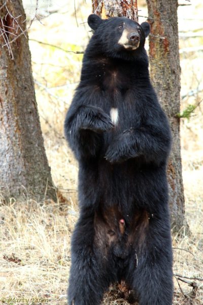 black bear standing mount