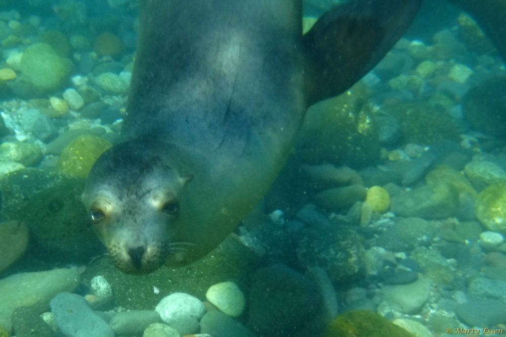 Swimming with curious sea lions