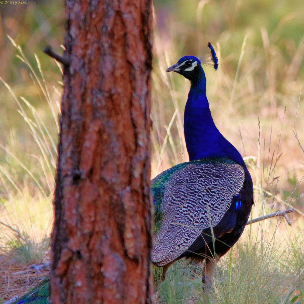 Peacock blues