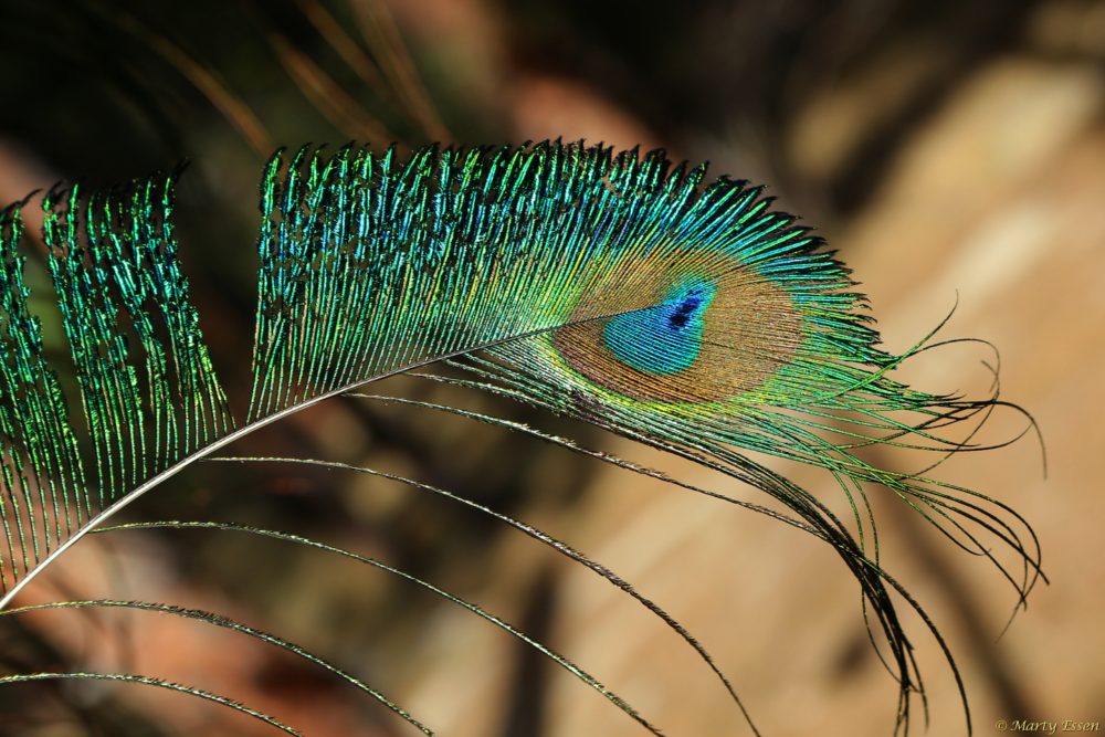 Peacock feathers galore!