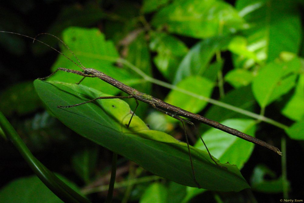Borneo Walking Stick