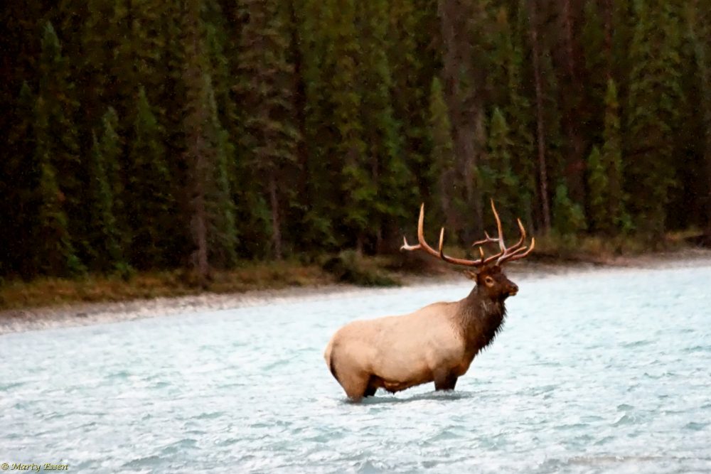 Athabasca River Elk