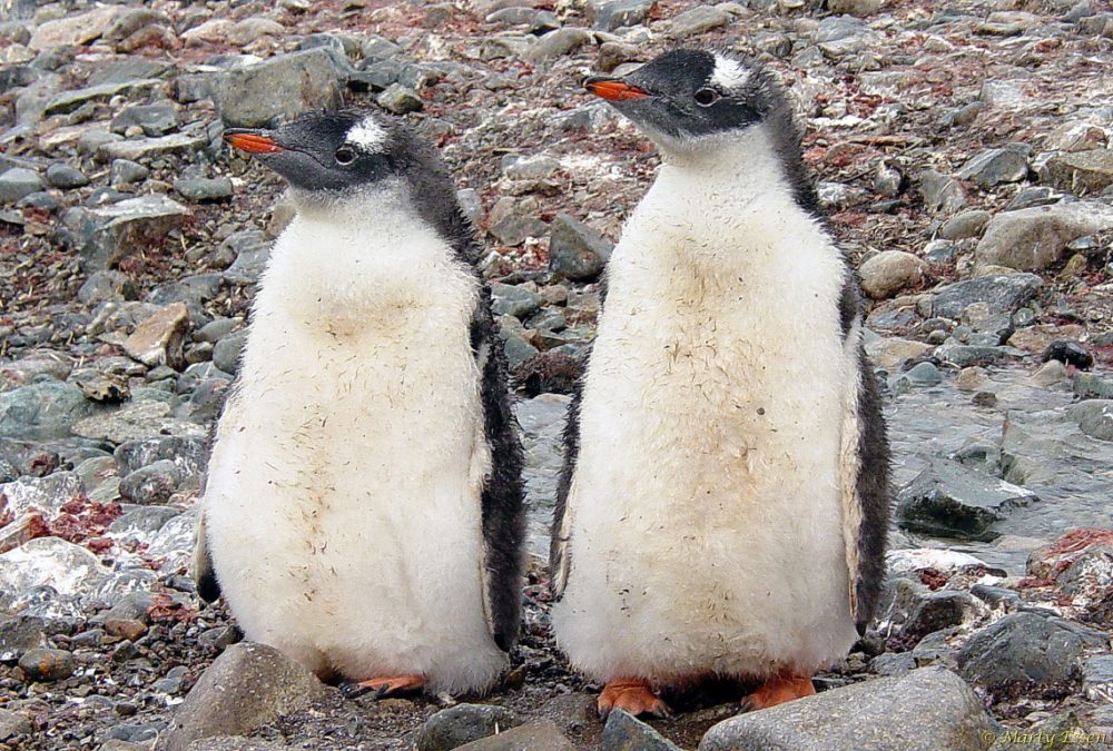 Gentoo penguin chicks