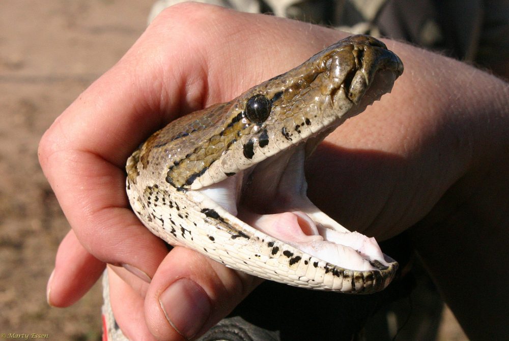 Talking with a rock python