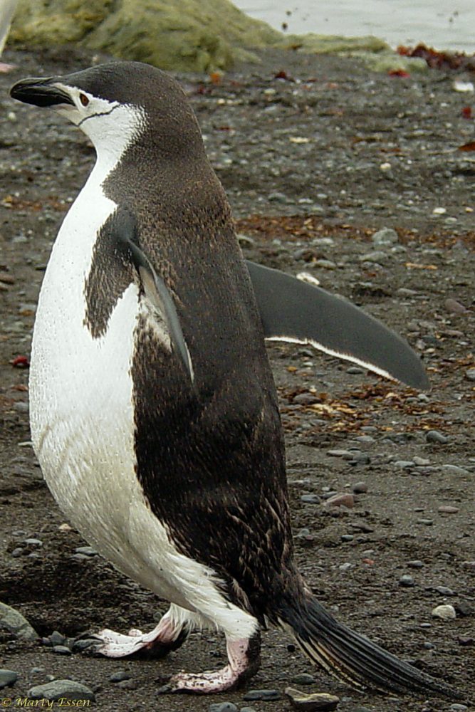 Penguin ID