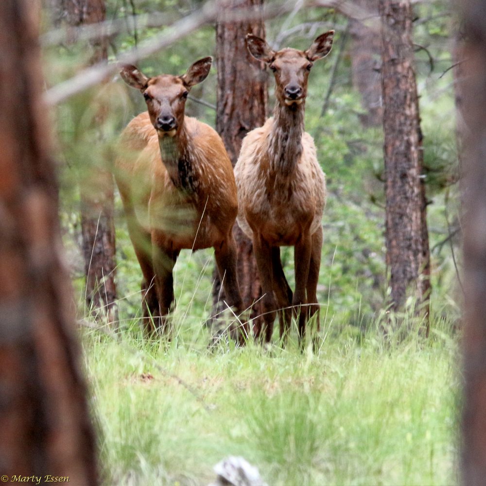 Scraggly elk