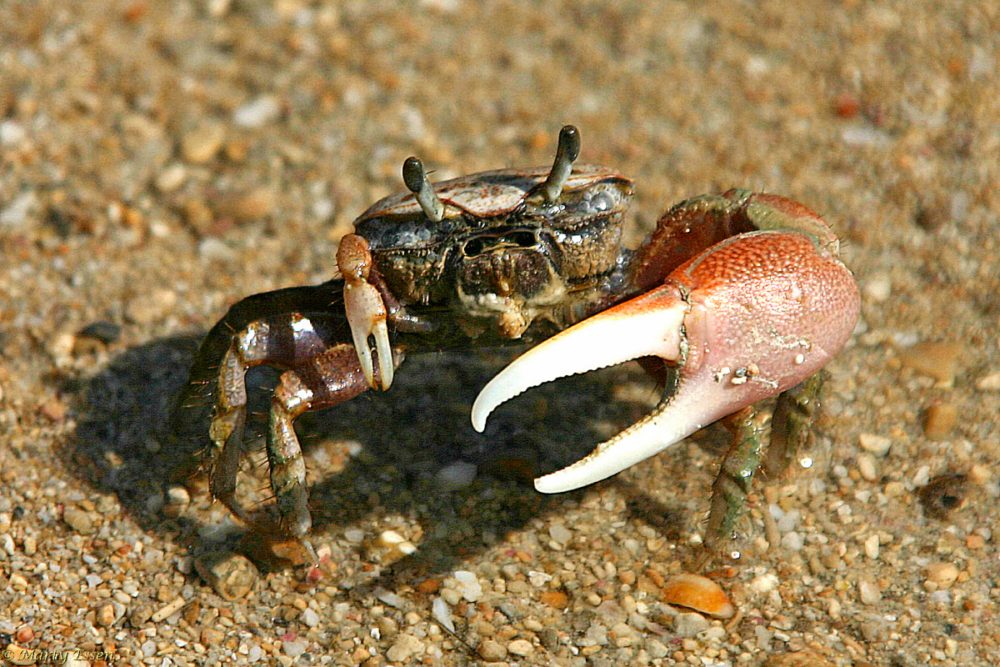 Puerto Rican crabs have their limits