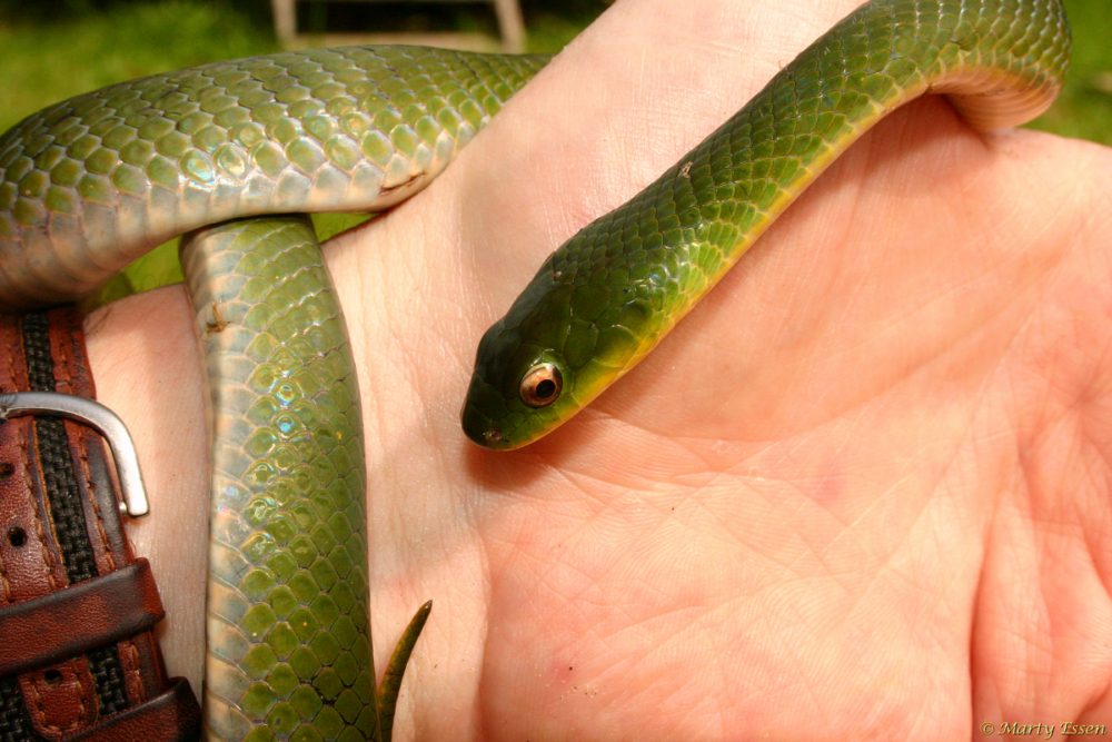 Velvety swamp snake