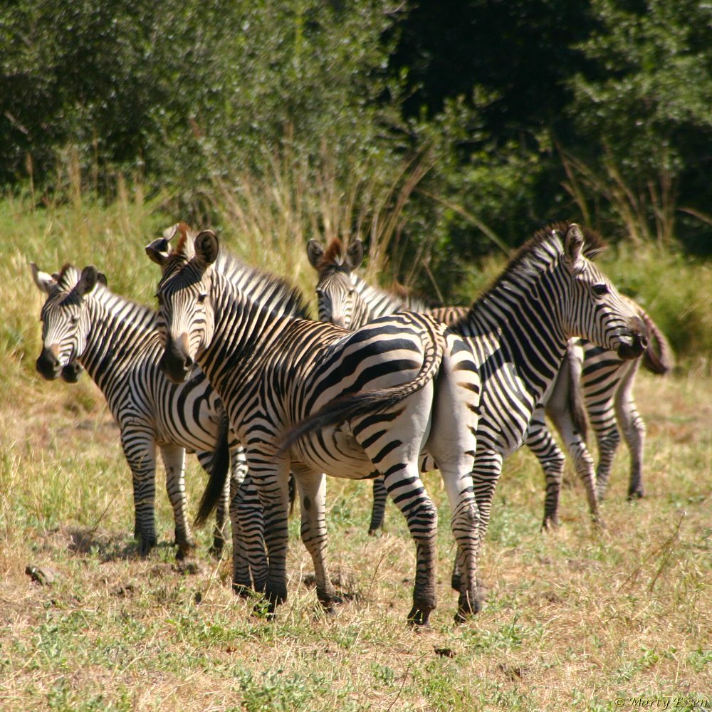 Zebra x 6
