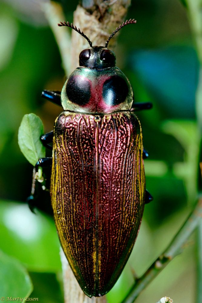 Giant ceiba borer beetle