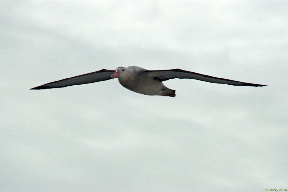 The story of the wandering albatrosses