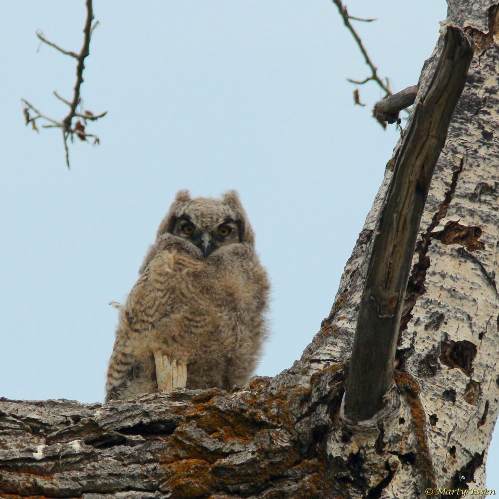 Baby long-eared owl