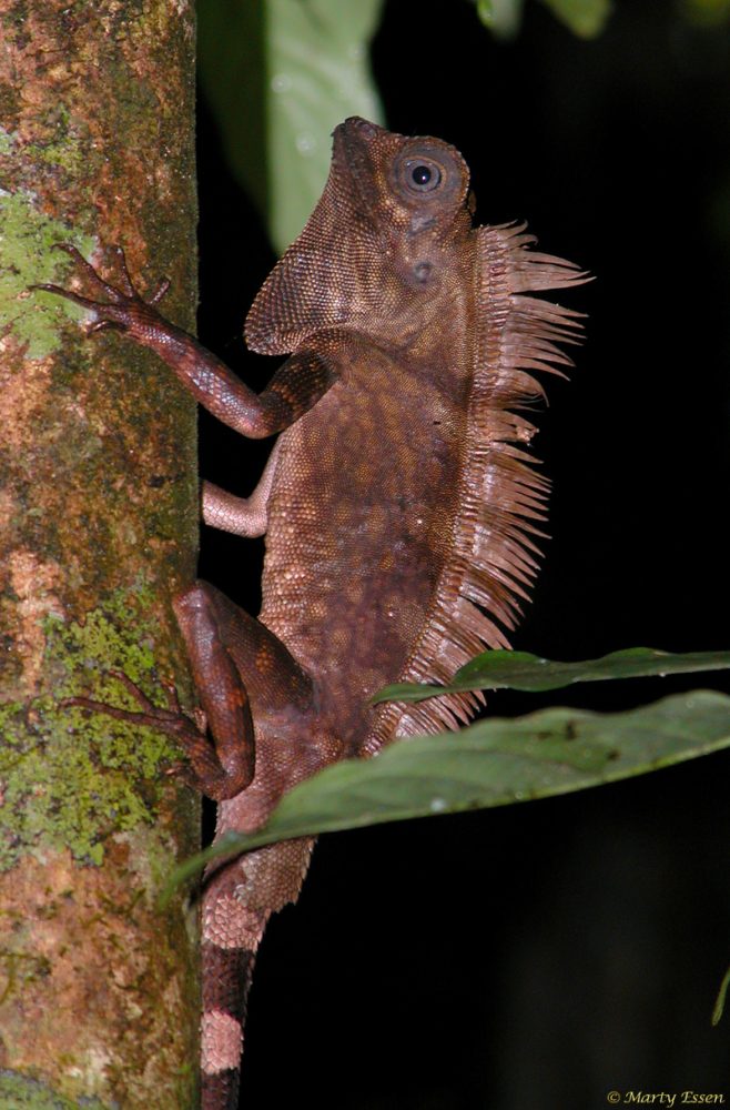 Borneo’s comb-crested agamid lizard