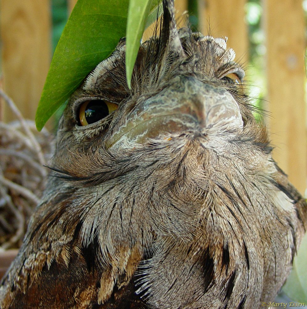 Frog the Frogmouth