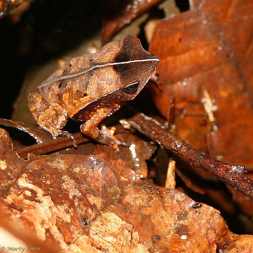 Leaf-mimic frog