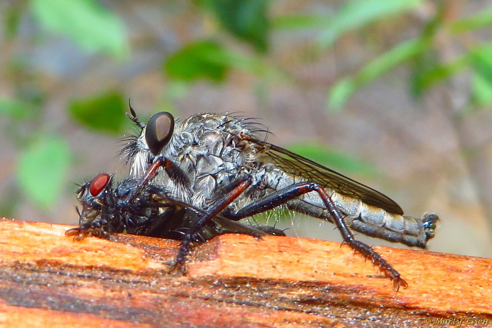 Montana fly-eater