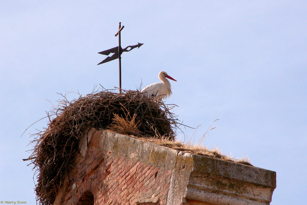 Church storks